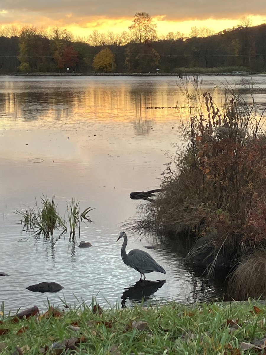Heron at the edge of Sparta Lake during an autumn sunset